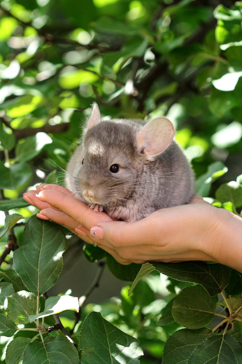 Chinchilla